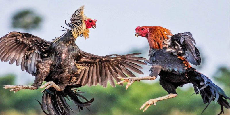 Khả năng gây thương tích và thái độ chiến đấu quyết định gà nào thắng