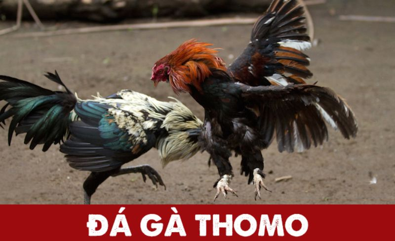 Đá gà thomo được tổ chức từ xa xưa